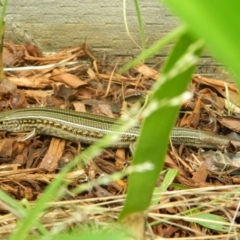 Ctenotus robustus (Robust Striped-skink) at Fadden, ACT - 8 Nov 2015 by ArcherCallaway
