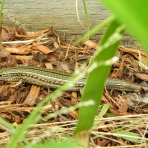 Ctenotus robustus at Fadden, ACT - 8 Nov 2015 10:06 AM