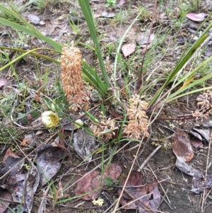 Lomandra multiflora at Bungendore, NSW - 8 Nov 2015 12:11 PM