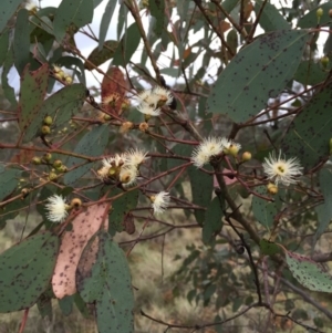 Eucalyptus melliodora at Bungendore, NSW - 8 Nov 2015 12:06 PM