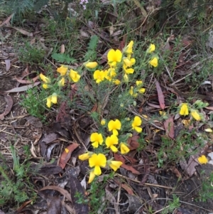 Gompholobium huegelii at Bungendore, NSW - 8 Nov 2015