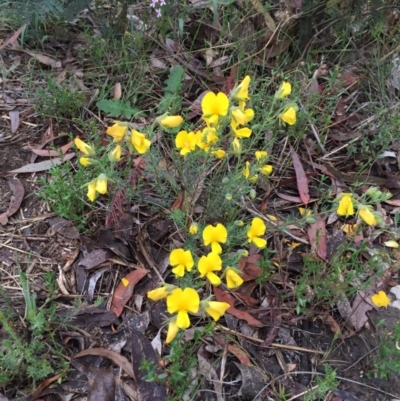 Gompholobium huegelii (pale wedge–pea) at Bungendore, NSW - 8 Nov 2015 by yellowboxwoodland