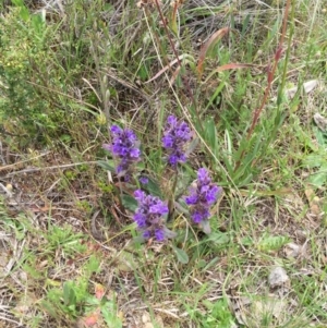 Ajuga australis at Bungendore, NSW - 8 Nov 2015 12:47 PM