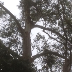 Phascolarctos cinereus (Koala) at Federal, NSW - 7 Nov 2015 by Pearl98@exemail.com.au