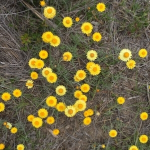 Leucochrysum albicans subsp. albicans at Bungendore, NSW - 8 Nov 2015