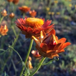 Xerochrysum viscosum at Googong, NSW - 8 Nov 2015