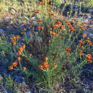 Xerochrysum viscosum at Googong, NSW - 8 Nov 2015