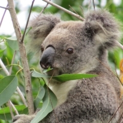 Phascolarctos cinereus (Koala) at Rosebank, NSW - 29 Oct 2015 by Sharon
