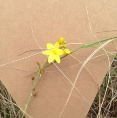 Bulbine bulbosa (Golden Lily, Bulbine Lily) at Bungendore, NSW - 8 Nov 2015 by yellowboxwoodland