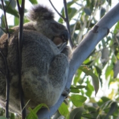 Phascolarctos cinereus (Koala) at Rosebank, NSW - 27 Sep 2015 by Sharon