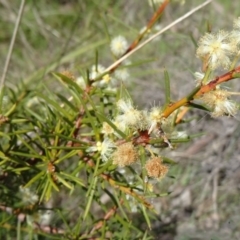 Acacia genistifolia (Early Wattle) at Cook, ACT - 20 Sep 2015 by galah681