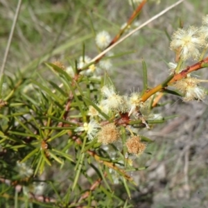 Acacia genistifolia at Cook, ACT - 20 Sep 2015 12:01 PM