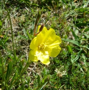 Oenothera stricta subsp. stricta at Fadden, ACT - 8 Nov 2015