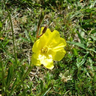 Oenothera stricta subsp. stricta (Common Evening Primrose) at Fadden, ACT - 8 Nov 2015 by ArcherCallaway