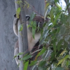 Phascolarctos cinereus (Koala) at Rosebank, NSW - 21 Sep 2015 by Sharon