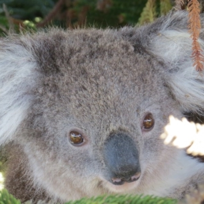 Phascolarctos cinereus (Koala) at Bolwarra, VIC - 30 Jan 2015 by Sharon