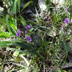 Hovea heterophylla at Belconnen, ACT - 20 Sep 2015