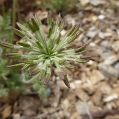 Oreomyrrhis eriopoda (Australian Carraway) at Molonglo Valley, ACT - 7 Nov 2015 by AndyRussell