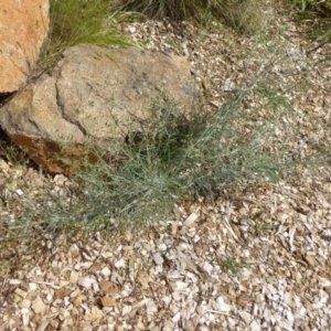 Senecio quadridentatus at Molonglo Valley, ACT - 8 Nov 2015