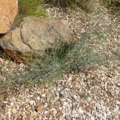 Senecio quadridentatus (Cotton Fireweed) at Molonglo Valley, ACT - 7 Nov 2015 by AndyRussell