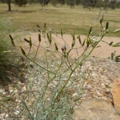 Senecio quadridentatus at Molonglo Valley, ACT - 8 Nov 2015 10:23 AM