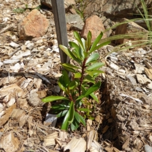 Tasmannia lanceolata at Molonglo Valley, ACT - 8 Nov 2015