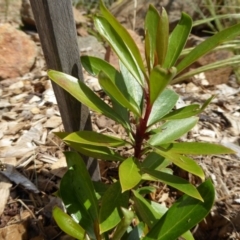 Tasmannia lanceolata at Molonglo Valley, ACT - 8 Nov 2015