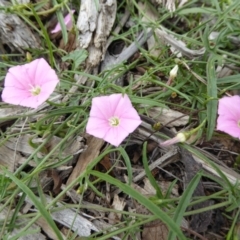 Convolvulus angustissimus subsp. angustissimus (Australian Bindweed) at Molonglo Valley, ACT - 7 Nov 2015 by AndyRussell