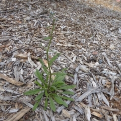 Cynoglossum australe (Australian Forget-me-not) at Molonglo Valley, ACT - 7 Nov 2015 by AndyRussell