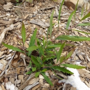 Lomatia myricoides at Molonglo Valley, ACT - 8 Nov 2015