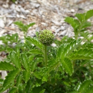 Acaena novae-zelandiae at Molonglo Valley, ACT - 8 Nov 2015