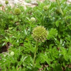 Acaena novae-zelandiae at Molonglo Valley, ACT - 8 Nov 2015