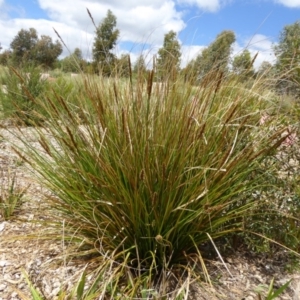 Carex appressa at Molonglo Valley, ACT - 8 Nov 2015
