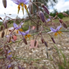 Dianella sp. aff. longifolia (Benambra) at Molonglo Valley, ACT - 8 Nov 2015