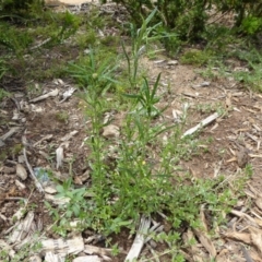 Euchiton sphaericus (Star Cudweed) at Molonglo Valley, ACT - 8 Nov 2015 by AndyRussell