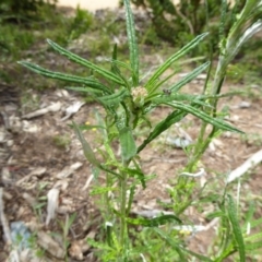 Euchiton sphaericus at Molonglo Valley, ACT - 8 Nov 2015 11:34 AM