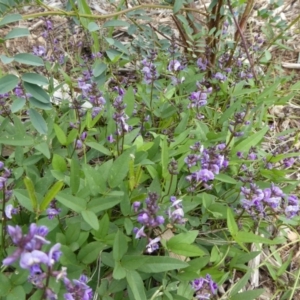 Glycine tabacina at Molonglo Valley, ACT - 8 Nov 2015