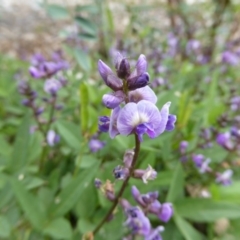 Glycine tabacina at Molonglo Valley, ACT - 8 Nov 2015