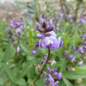 Glycine tabacina at Molonglo Valley, ACT - 8 Nov 2015