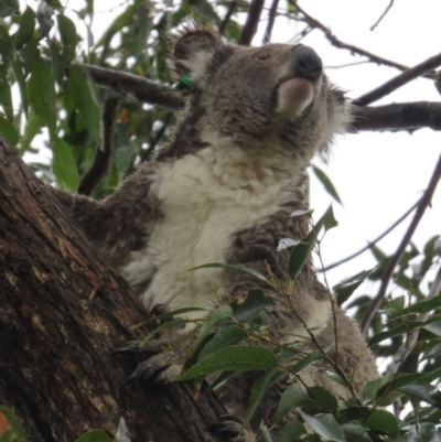 Phascolarctos cinereus (Koala) at Wingham, NSW - 7 Nov 2015 by Helen