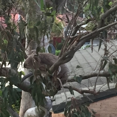 Phascolarctos cinereus (Koala) at Port Macquarie, NSW - 8 Nov 2015 by helen444