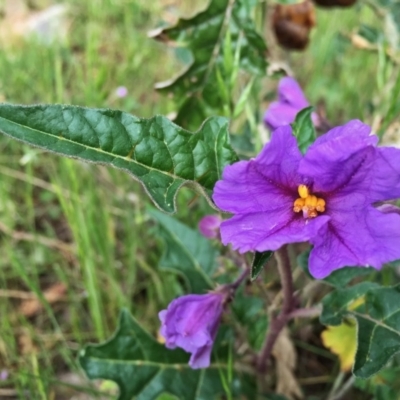 Solanum cinereum (Narrawa Burr) at Googong, NSW - 8 Nov 2015 by Wandiyali