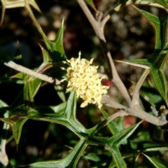 Grevillea ramosissima subsp. ramosissima (Fan Grevillea) at Mount Jerrabomberra QP - 20 Aug 2014 by julielindner