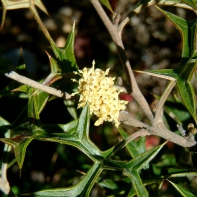 Grevillea ramosissima subsp. ramosissima (Fan Grevillea) at Jerrabomberra, NSW - 19 Aug 2014 by julielindner