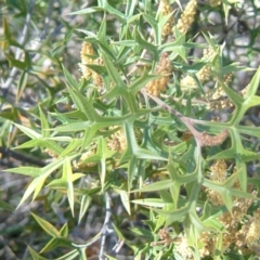 Grevillea ramosissima subsp. ramosissima at Jerrabomberra, NSW - 20 Aug 2014 12:00 AM