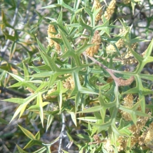 Grevillea ramosissima subsp. ramosissima at Jerrabomberra, NSW - 20 Aug 2014