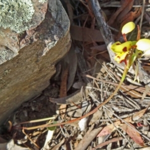 Diuris sulphurea at Acton, ACT - suppressed