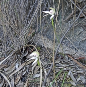 Caladenia moschata at Canberra Central, ACT - suppressed