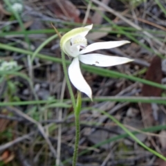 Caladenia moschata (Musky Caps) at Acton, ACT - 26 Oct 2015 by galah681