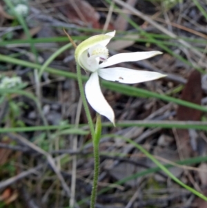 Caladenia moschata at Acton, ACT - 26 Oct 2015